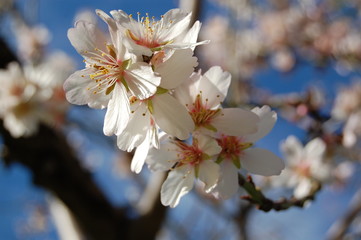 mandelblüte / mallorca