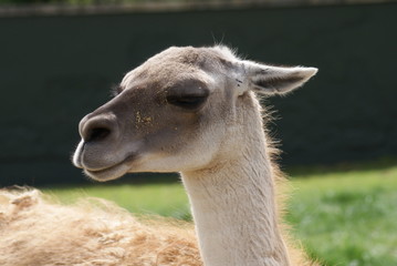 Obraz premium Guanaco