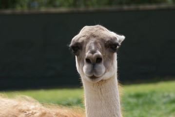 Guanaco