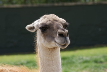 Obraz premium Guanaco