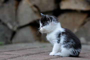 schwarz weisse Katze