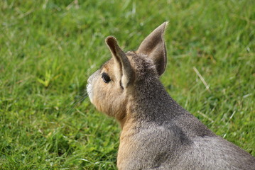 Patagonian Mara