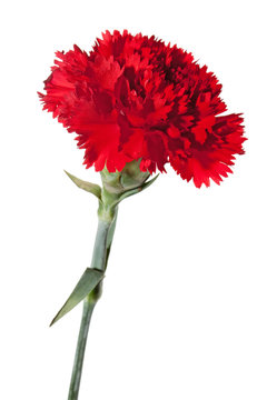 rote Nelke