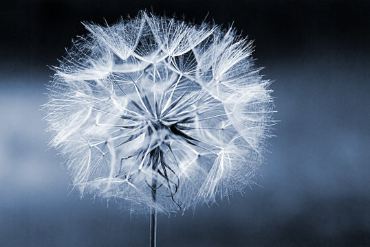 Fototapeta Pusteblume