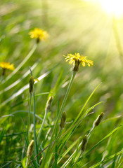 Summer field flowers