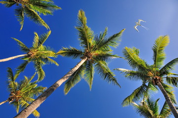 Palmiers avec un paille en queue dans le ciel.