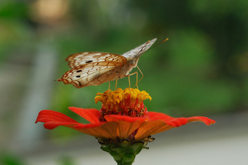 Anartia jatrophae linnaeus