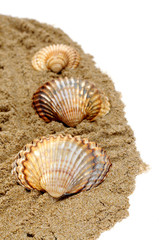 seashells