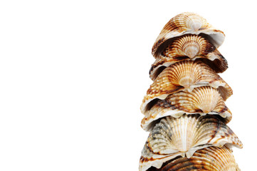 seashells