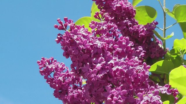 Flieder Bl&uuml;ten - Video - Syringa Flowers