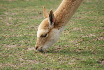 Vicuna
