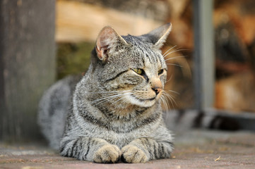 Liegender getigerter Kater