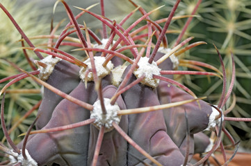 Cactus garden