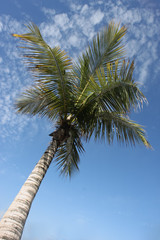 Palm