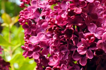 lilas © Production Perig