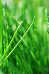 Fototapeta na wymiar Dew on green grass
