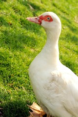 canard