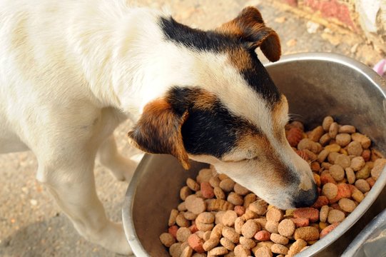 chien qui mange