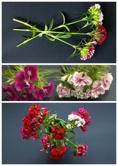 Oeillets du po&egrave;te