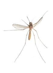 insect mosquito bug isolated
