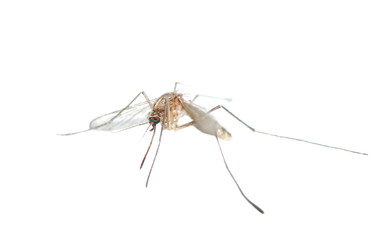 Mosquito bug isolated