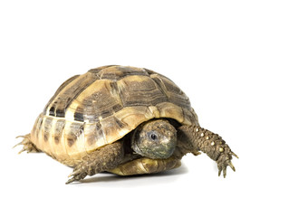 Herman tortoise with white background