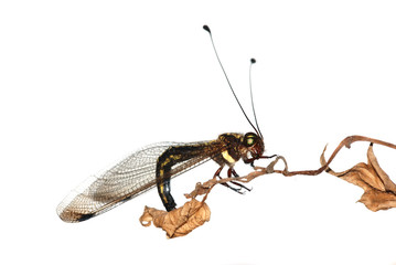 insect owl fly