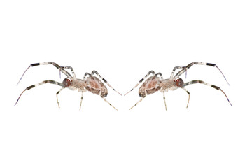animal spider isolated