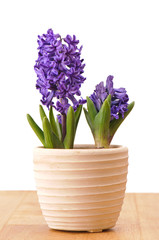 Naklejka na ściany i meble Purple Hyacinth