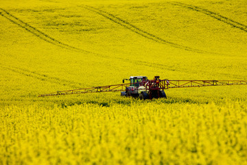 Traktor im Rapsfeld © Tilo Grellmann