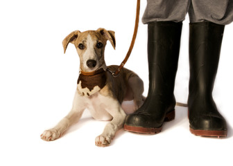 Whippet und Gummistiefel