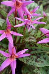 Erythronium dens-canis (Dogtooth Violet)
