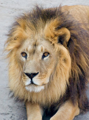lion
