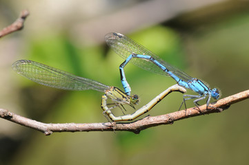 Libellen beim Akt Makro