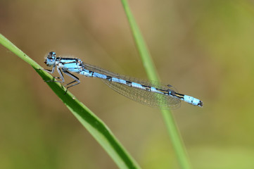 Libelle Makro