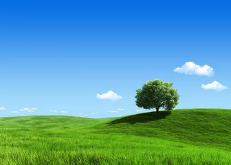  Nature collection - Green meadow 1 tree template © sellingpix