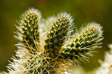 Obraz premium Teddy Bear Cholla Cactus