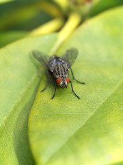 Bremse auf Blatt
