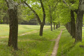 Fototapeta premium Lonely track in a shady grove