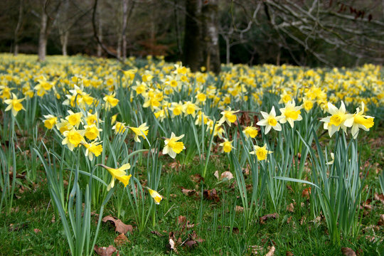 bank of daffodils