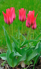 Tulip group in spring garden