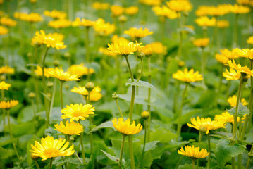 Spring marigolds meadow