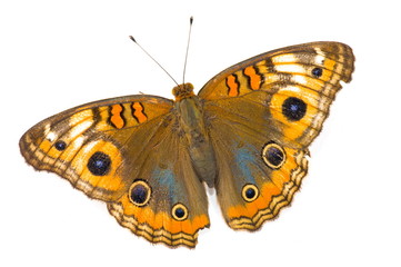 Fototapeta premium Butterfly