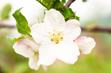 Apple tree flower closeup