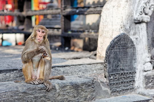 Funny eating monkey in Monkey temple, Kathmandu, nepal