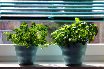 Fresh herbs (basil and parsley) in blue pots