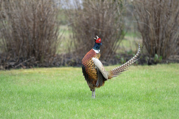 common pheasant, phasianus colchicus