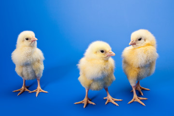 newborn small chicken on blue