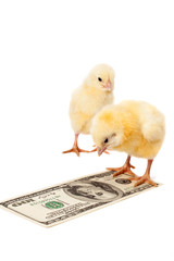 business first steps