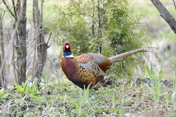common pheasant, phasianus colchicus